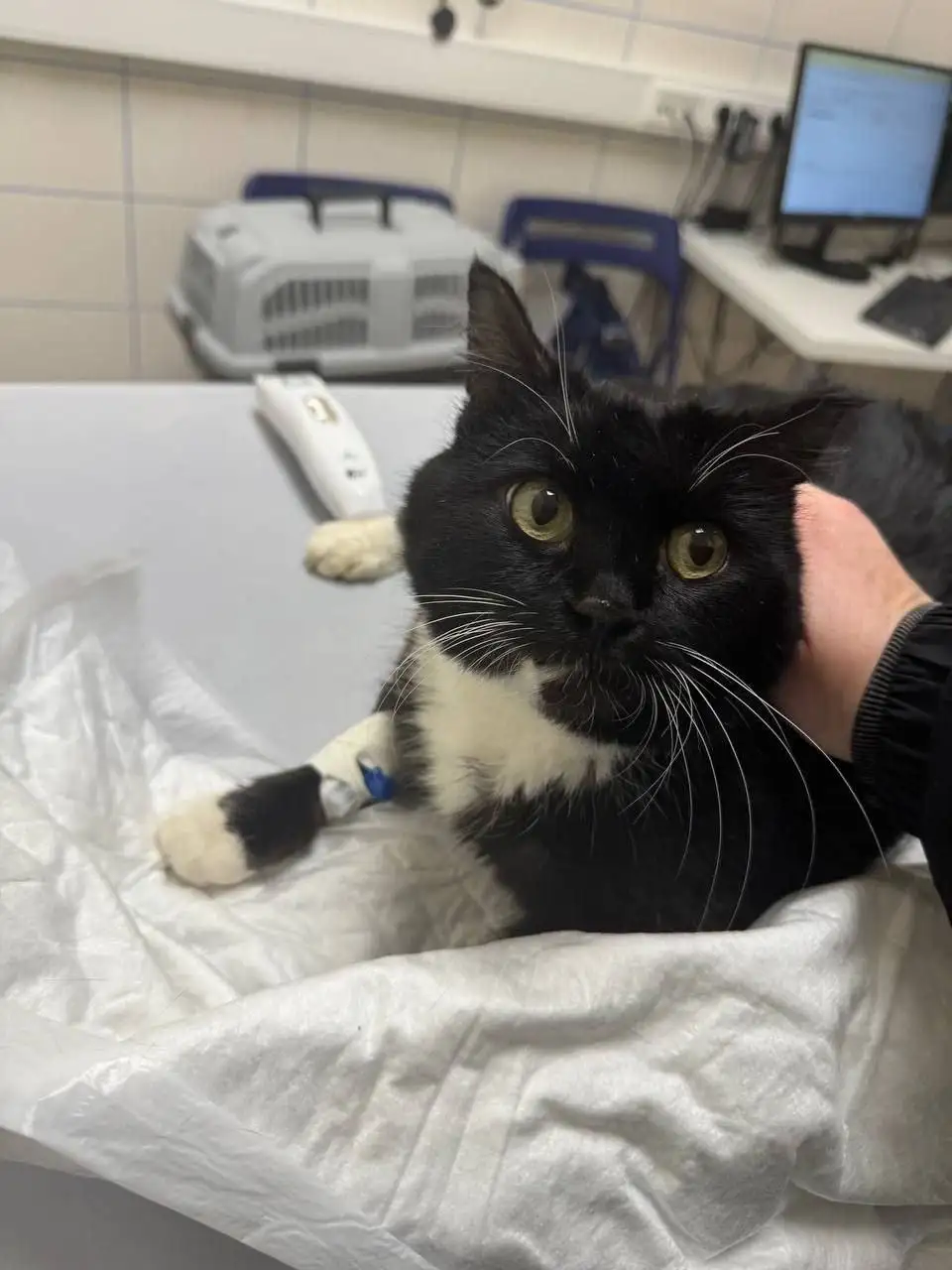 Срочная помощь котику Павлуше - Кошки (Животные) в Балашиха