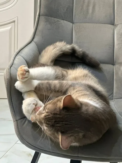 Ищем дом для кота Тимофея Сергеевича - Кошки в Балашиха