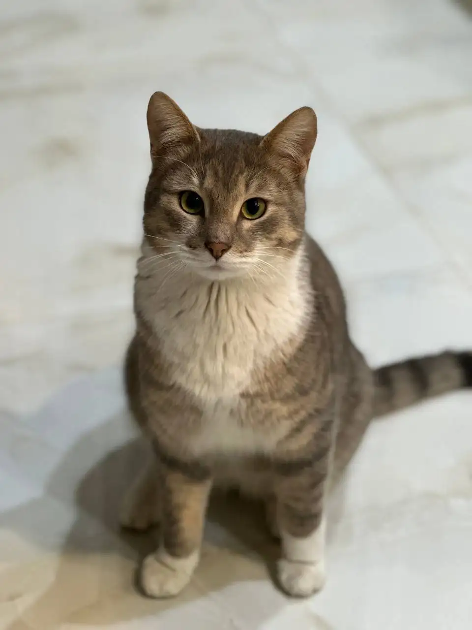 Ищем дом для кота Тимофея Сергеевича - Кошки (Животные) в Балашиха