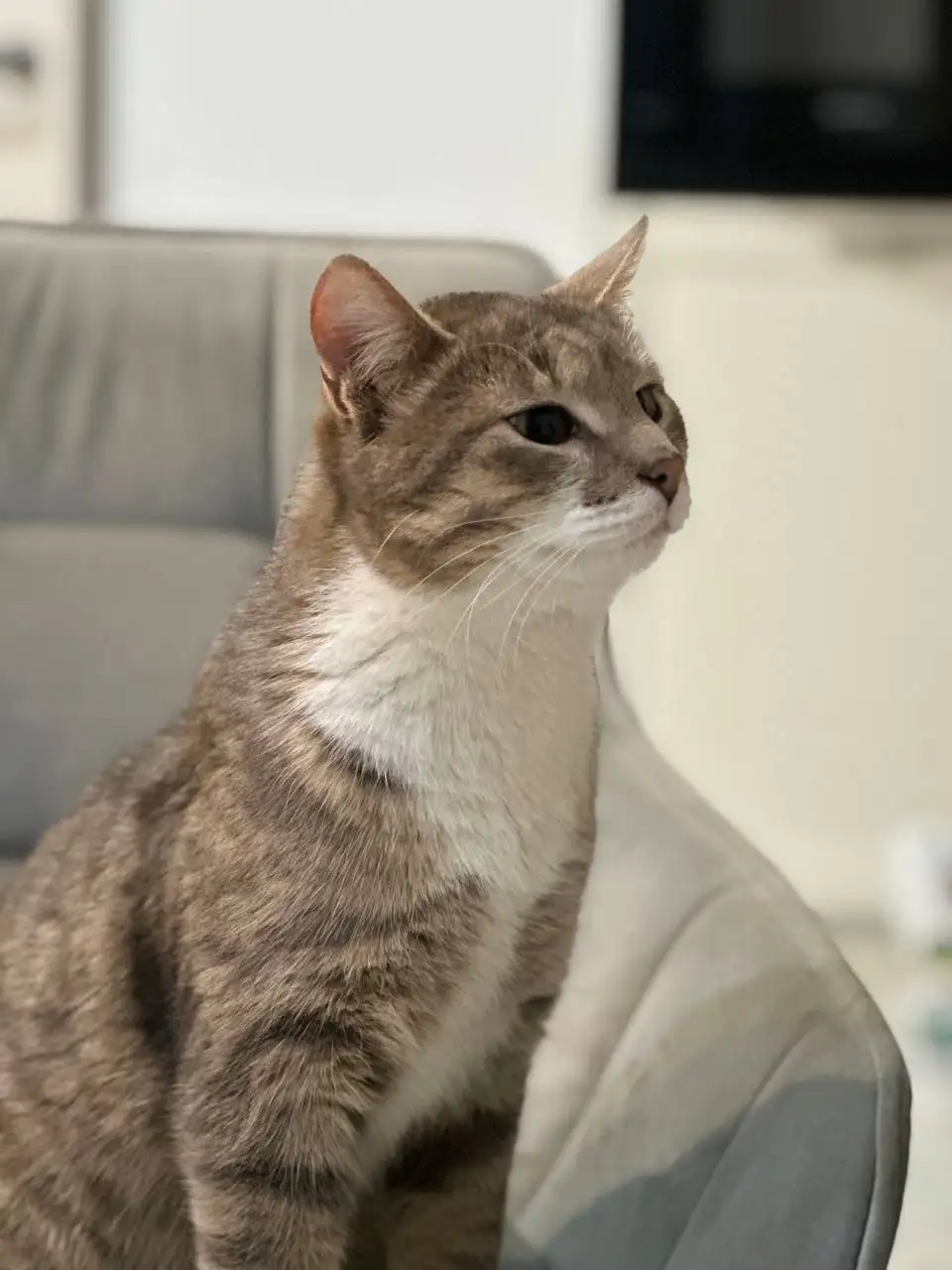 Ищем дом для кота Тимофея Сергеевича - Кошки (Животные) в Балашиха
