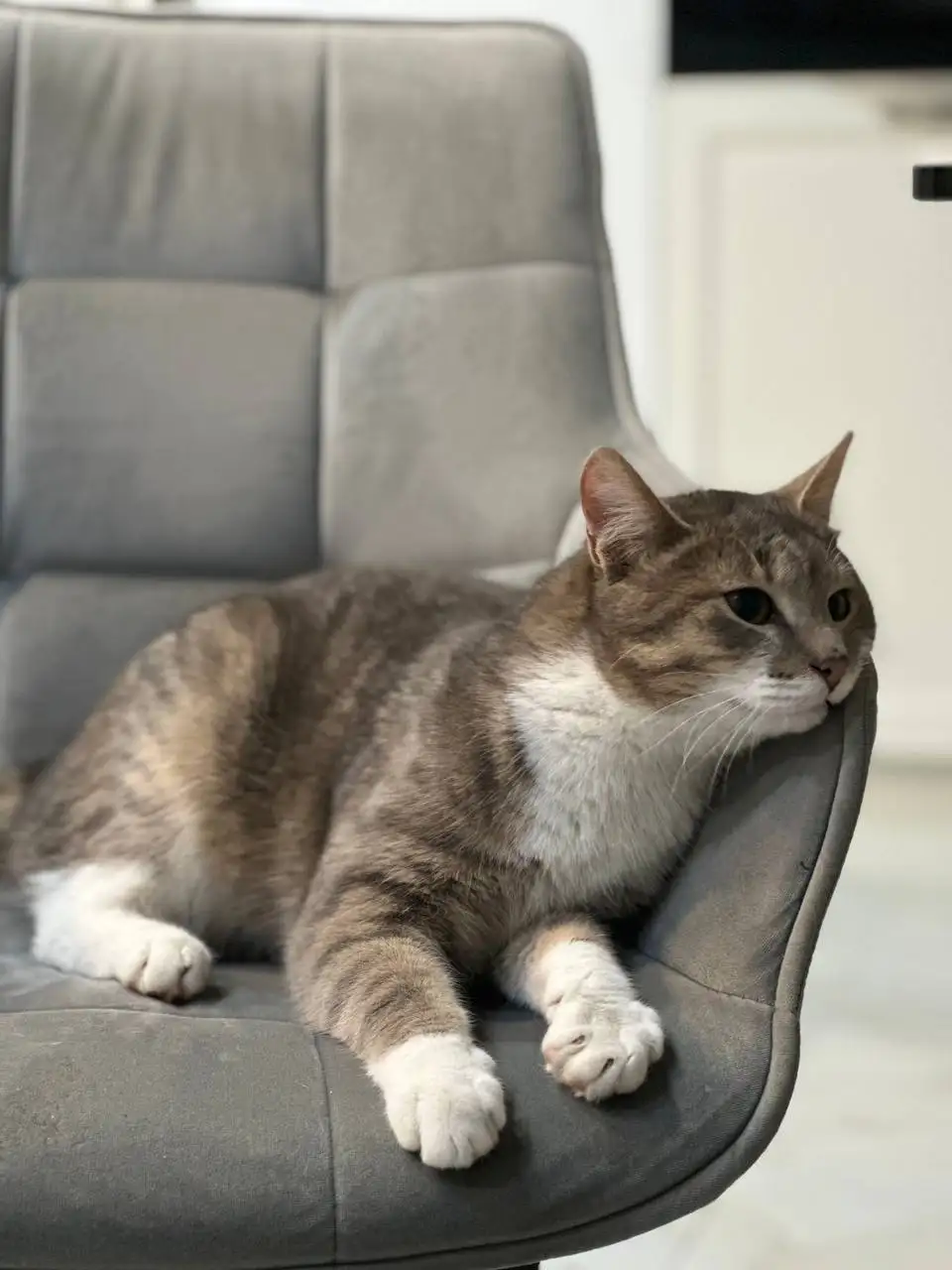 Ищем дом для кота Тимофея Сергеевича - Кошки (Животные) в Балашиха