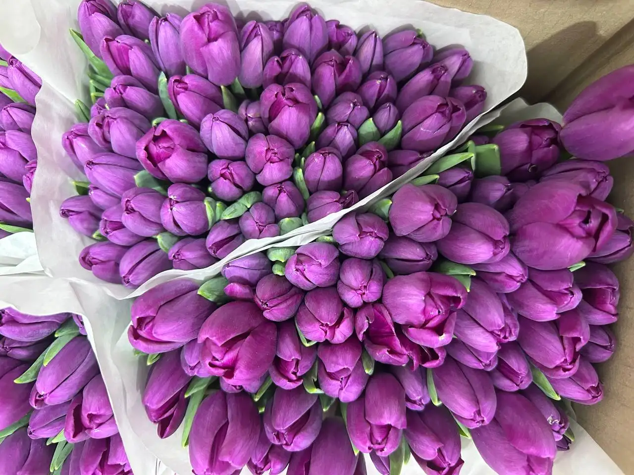 Тюльпаны к 8 Марта с брендированием и доставкой - Цветы (Хобби и отдых) в Балашиха