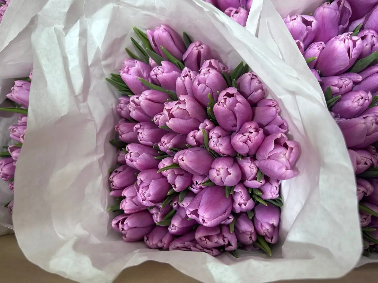 Тюльпаны к 8 Марта с брендированием и доставкой - Цветы (Хобби и отдых) в Балашиха