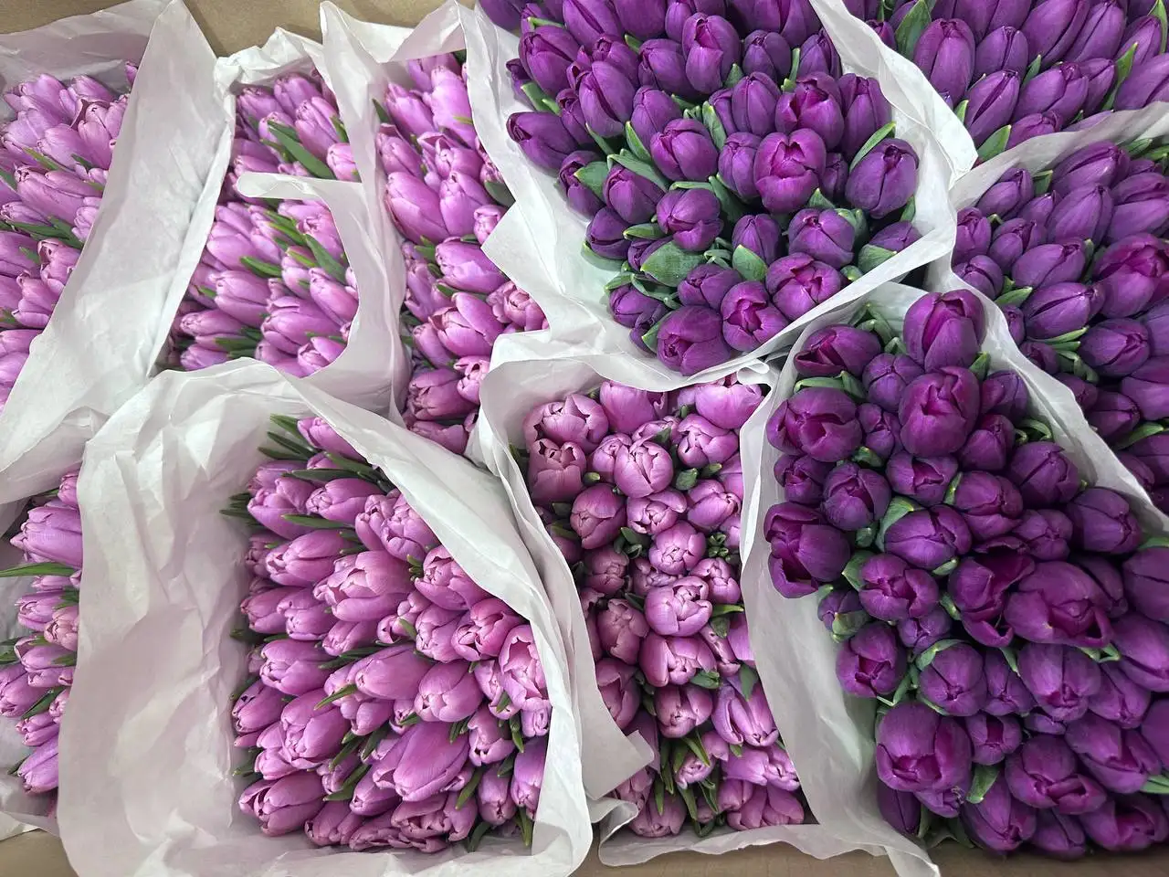 Тюльпаны к 8 Марта с брендированием и доставкой - Цветы (Хобби и отдых) в Балашиха