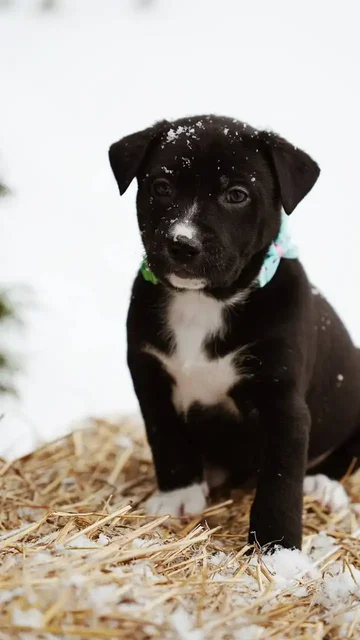 Ищет семью котенок Пряник - частное объявление в Старая Купавна