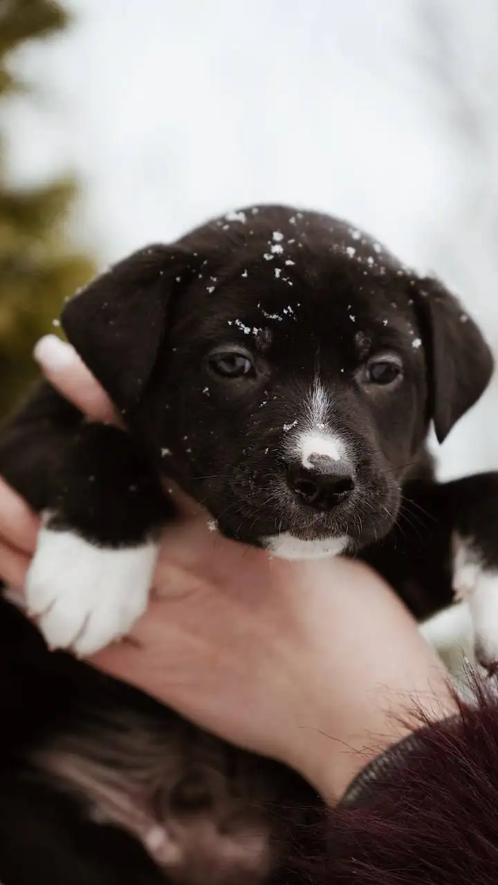 Ищет семью котенок Пряник - Кошки (Животные) в Старая Купавна