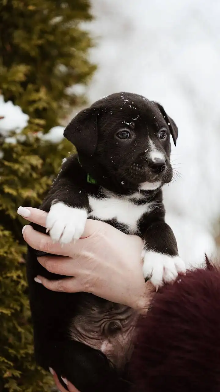 Ищет семью котенок Пряник - Кошки (Животные) в Старая Купавна