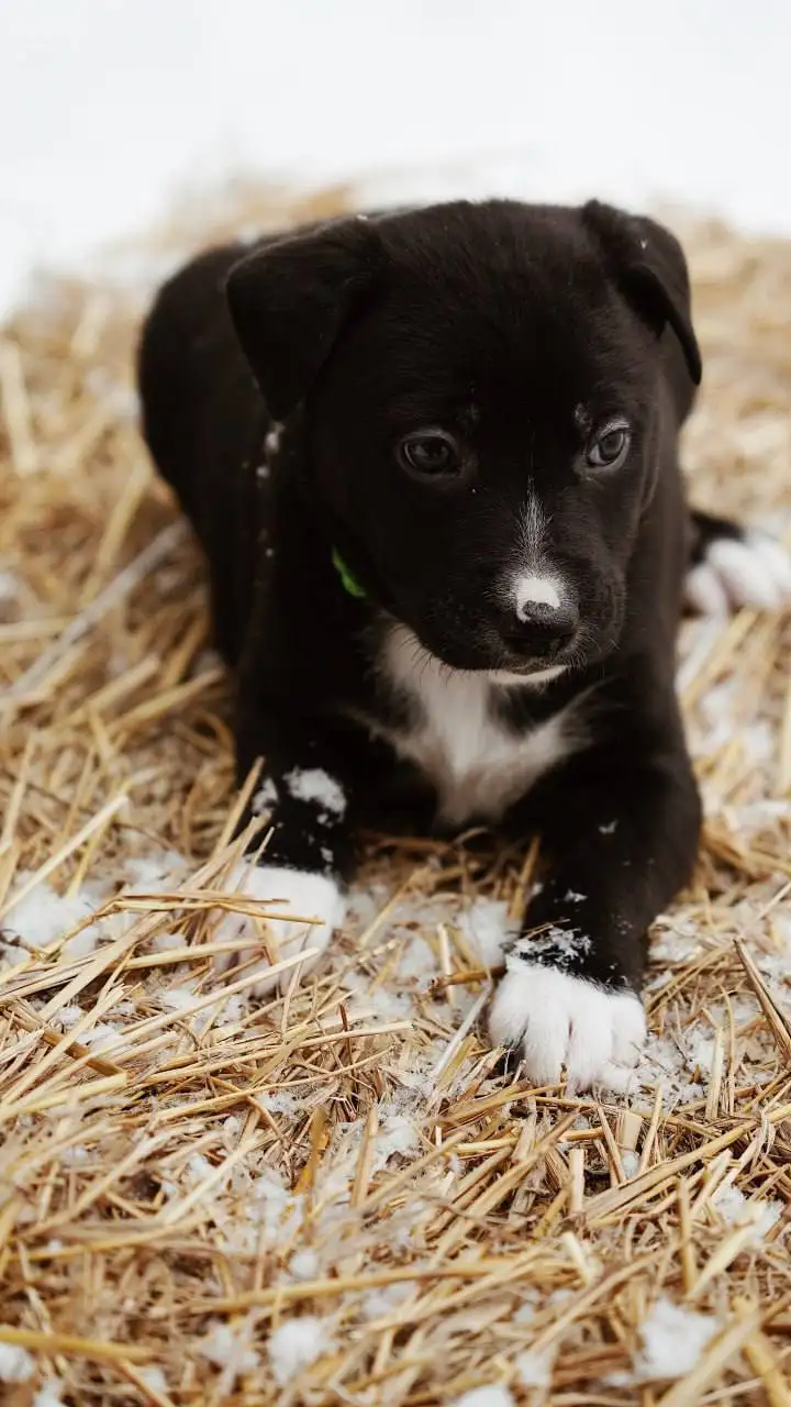 Ищет семью котенок Пряник - Кошки (Животные) в Старая Купавна