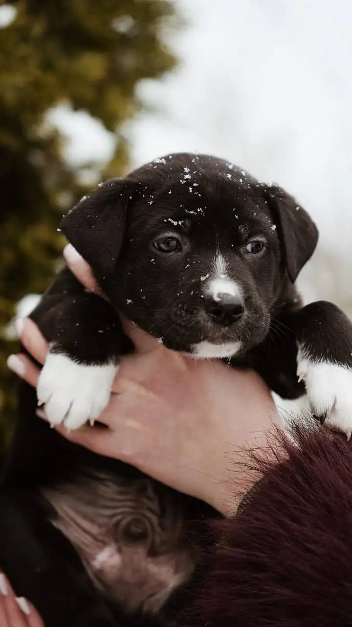 Ищет семью котенок Пряник - Кошки (Животные) в Старая Купавна