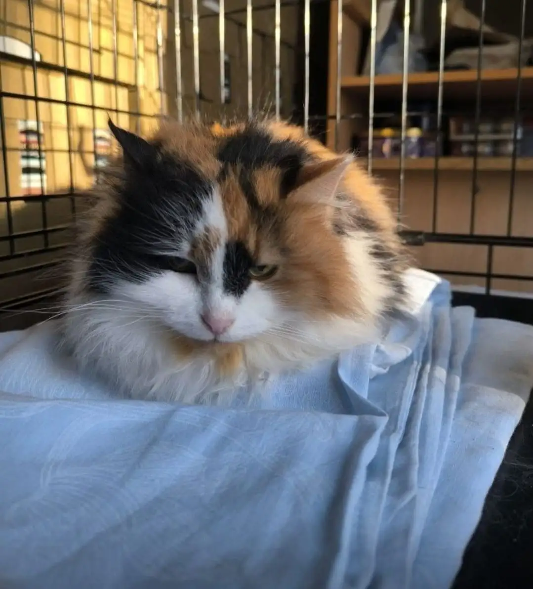 Трехцветная кошка ищет дом - Кошки (Животные) в Балашиха