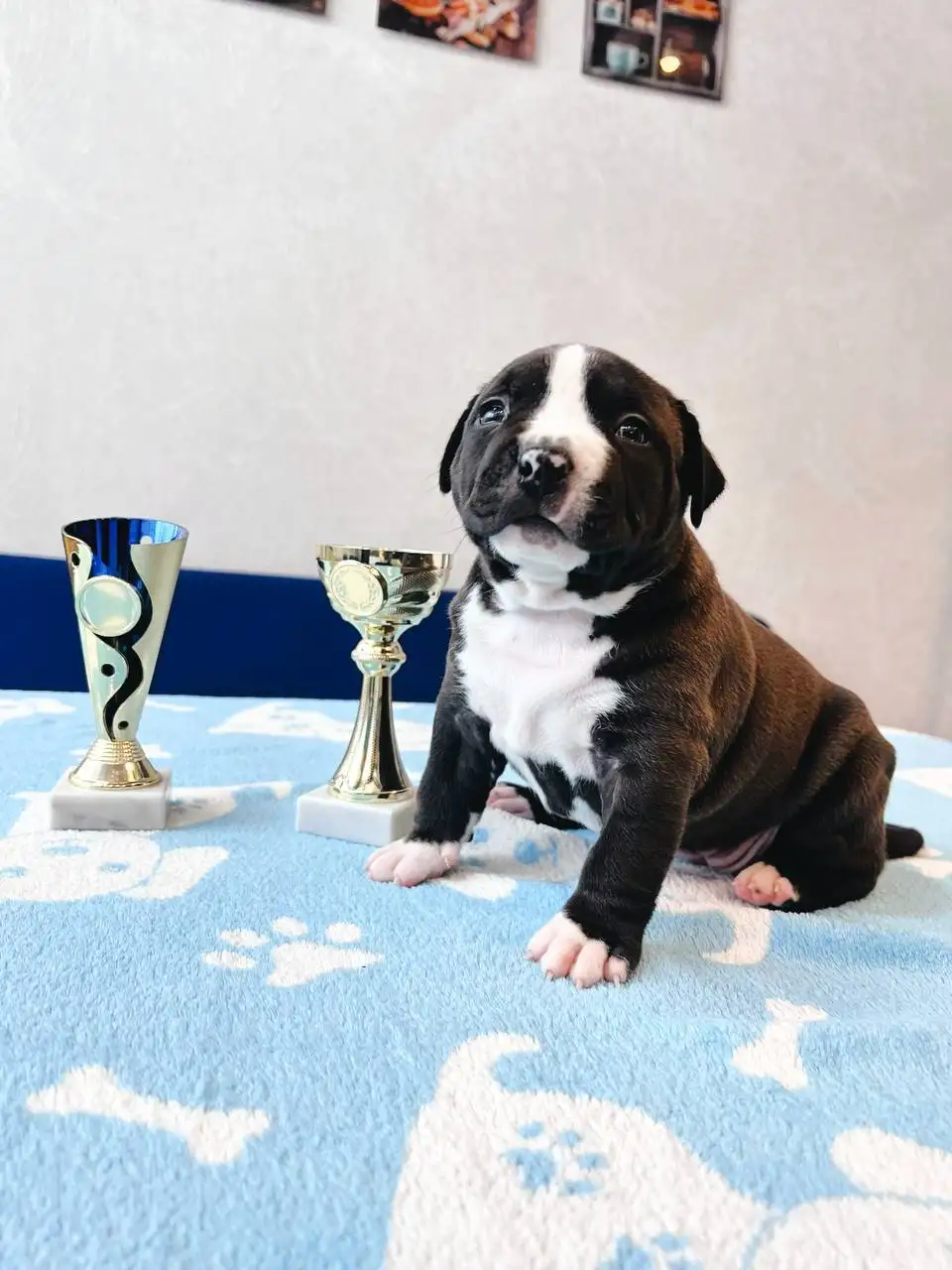 Щенки американского Стаффорда с родословной - Собаки (Животные) в Балашиха