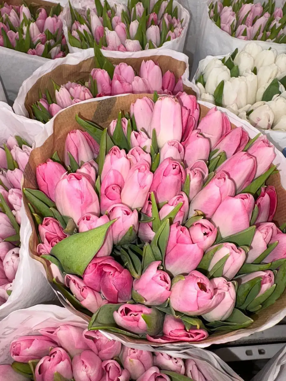 Продажа тюльпанов букетами - Цветы (Барахолка) в Балашиха