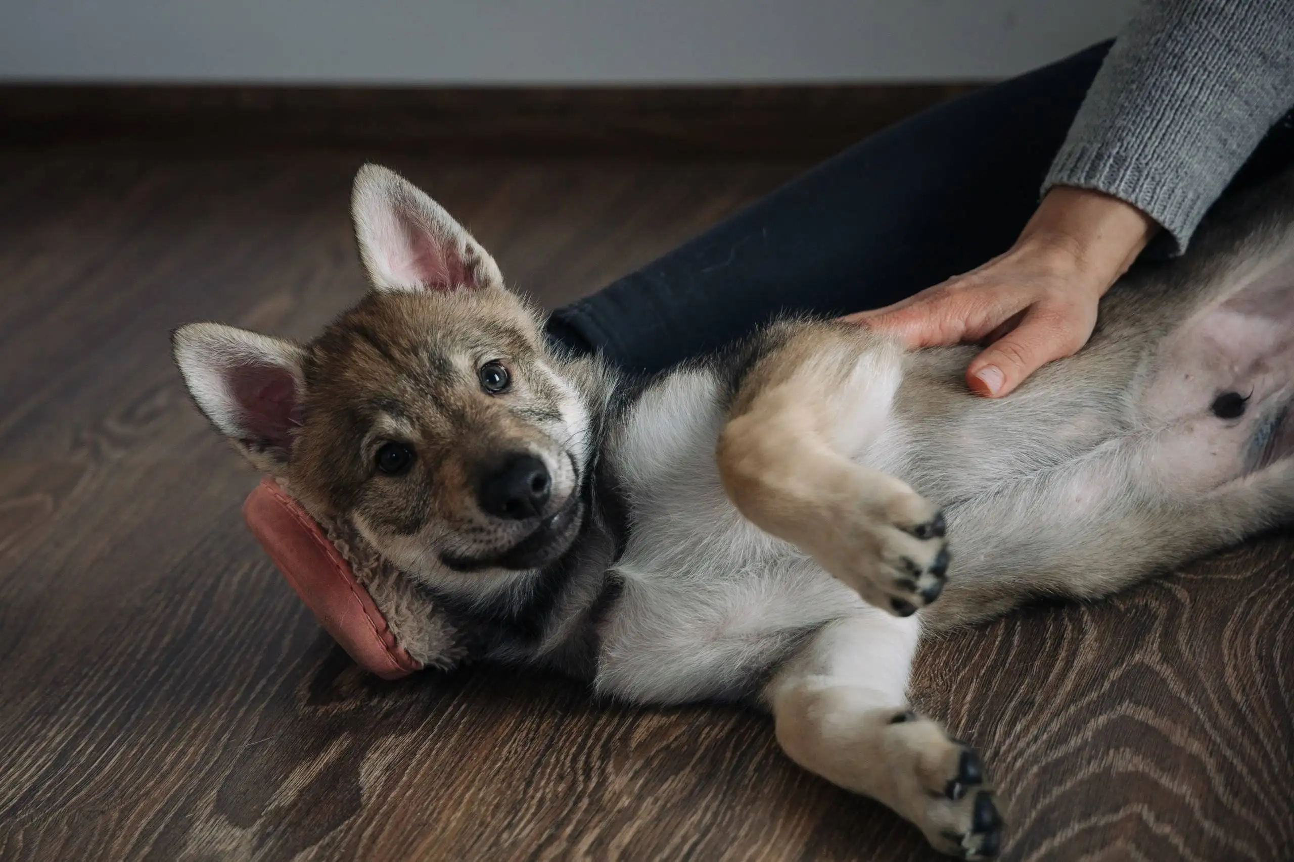 Продажа щенка Чехословацкой Волчьей Собаки - Собаки (Животные) в Балашиха