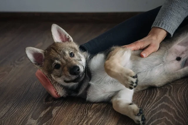 Продажа щенка Чехословацкой Волчьей Собаки - Корма для животных в Балашиха