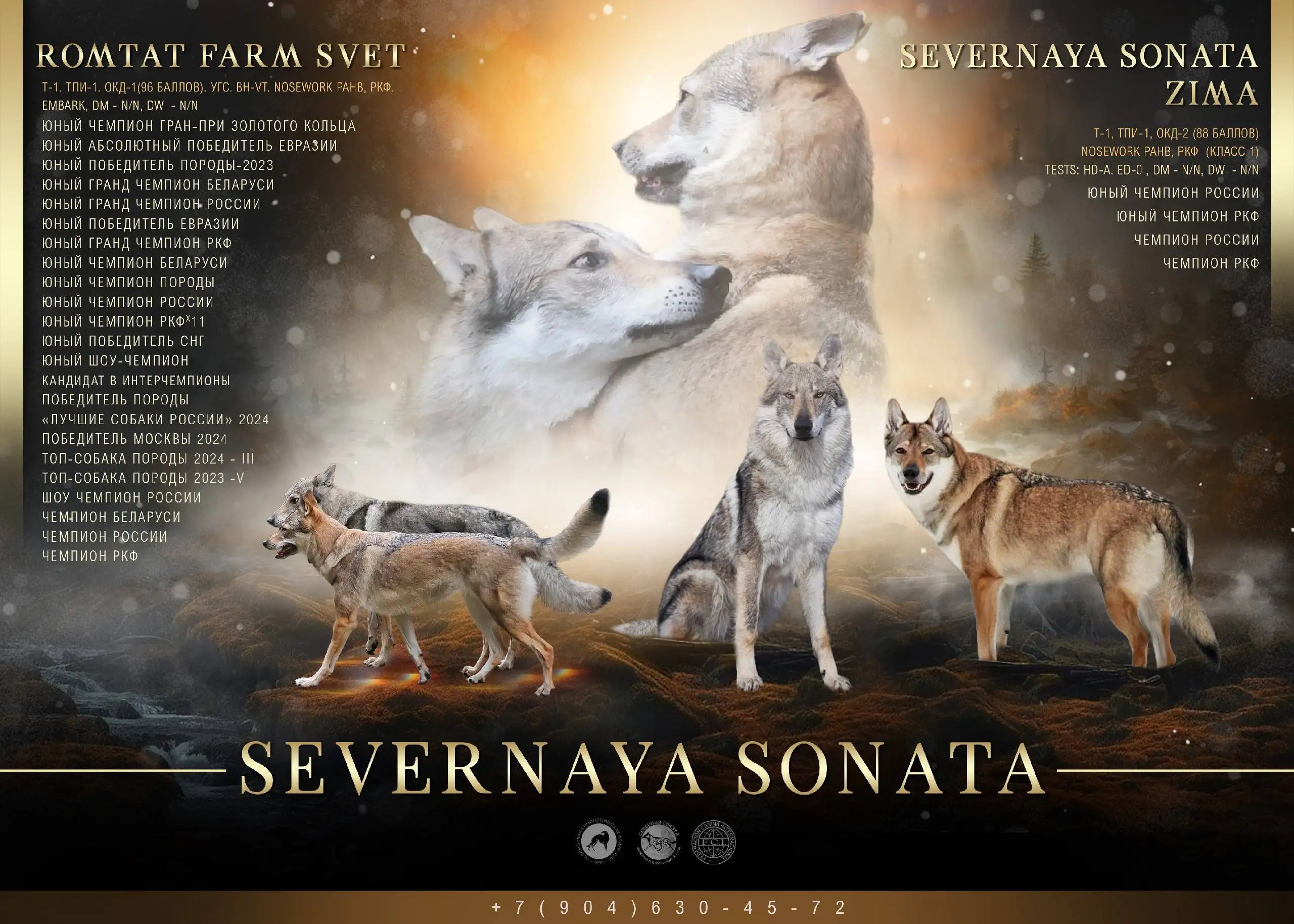 Продажа щенка Чехословацкой Волчьей Собаки - Собаки (Животные) в Балашиха