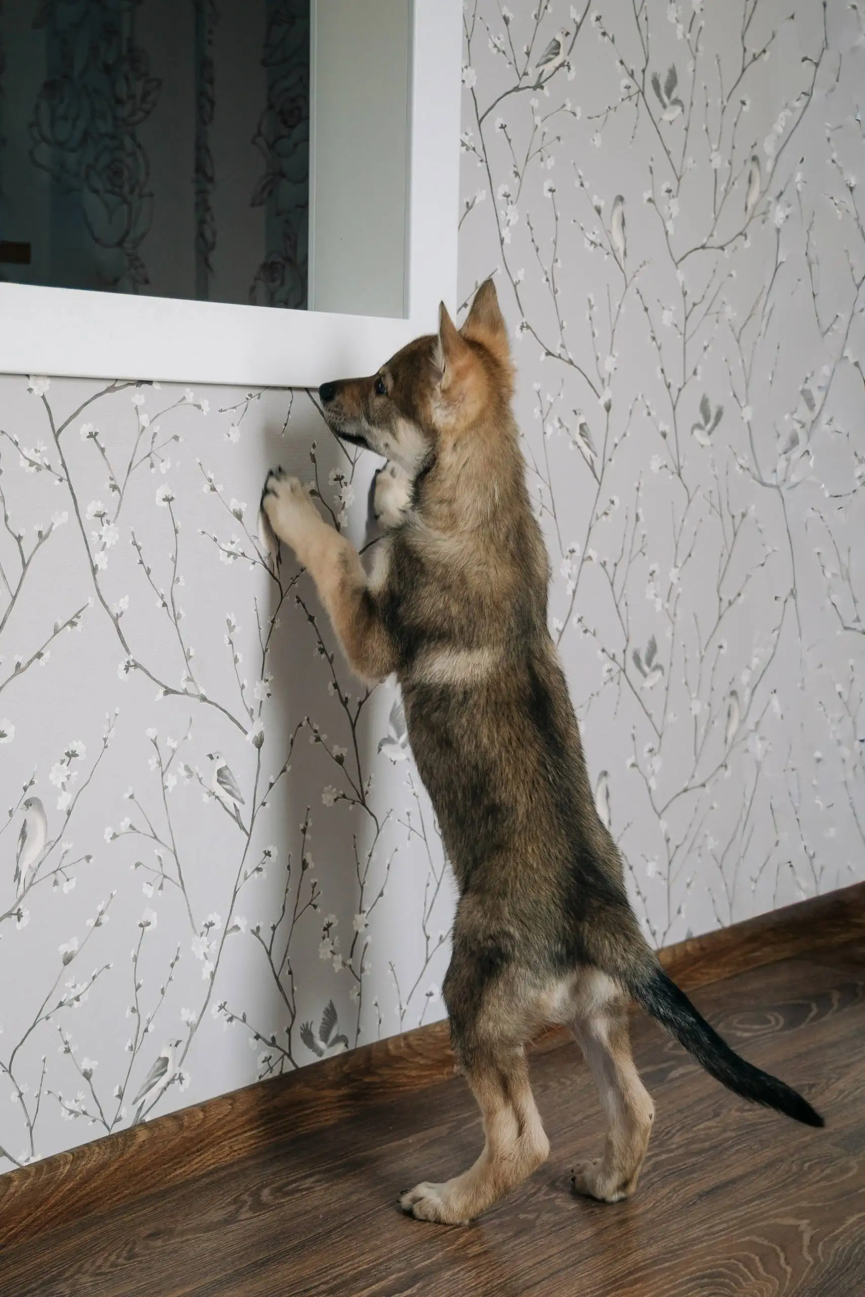 Продажа щенка Чехословацкой Волчьей Собаки - Собаки (Животные) в Балашиха