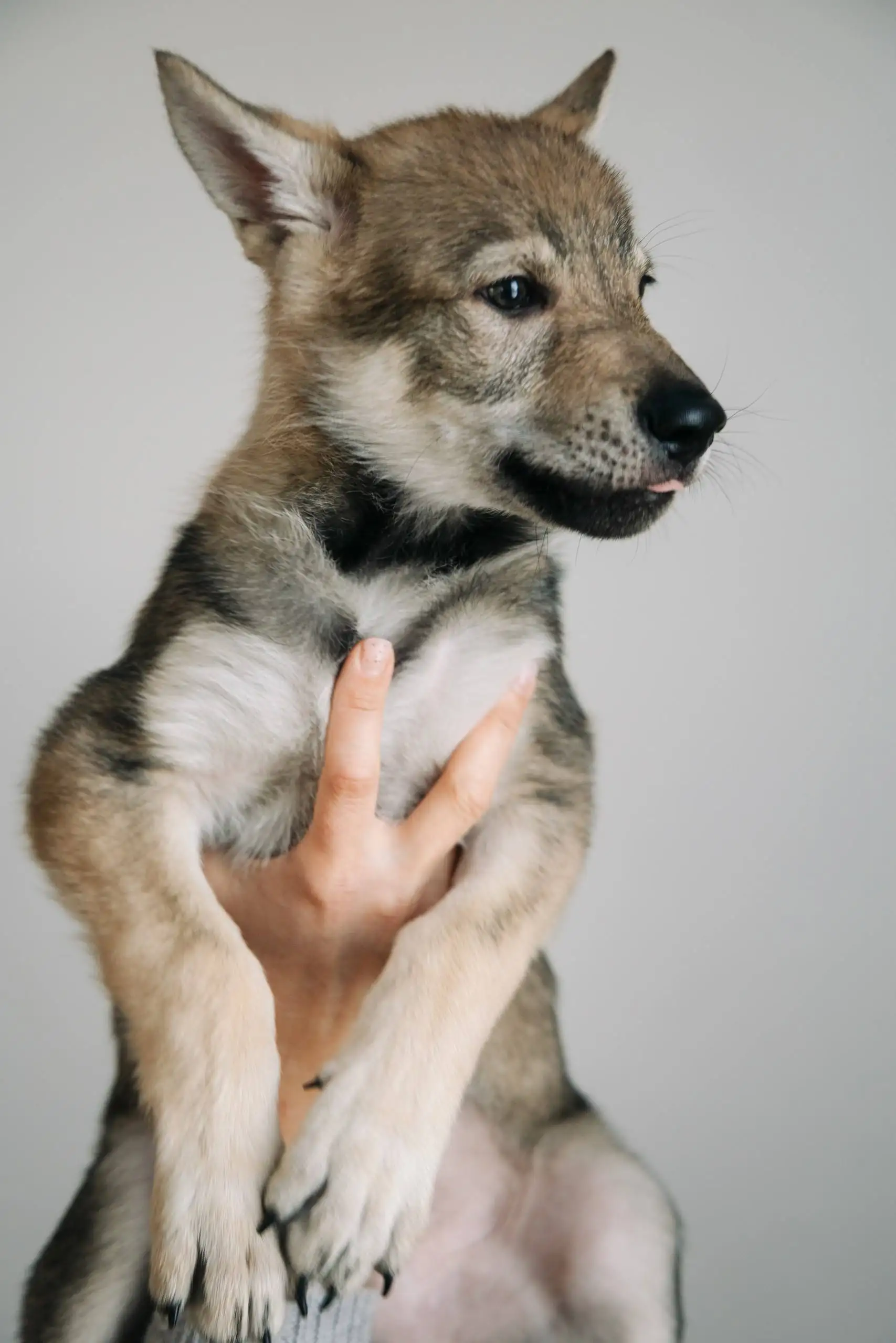 Продажа щенка Чехословацкой Волчьей Собаки - Собаки (Животные) в Балашиха