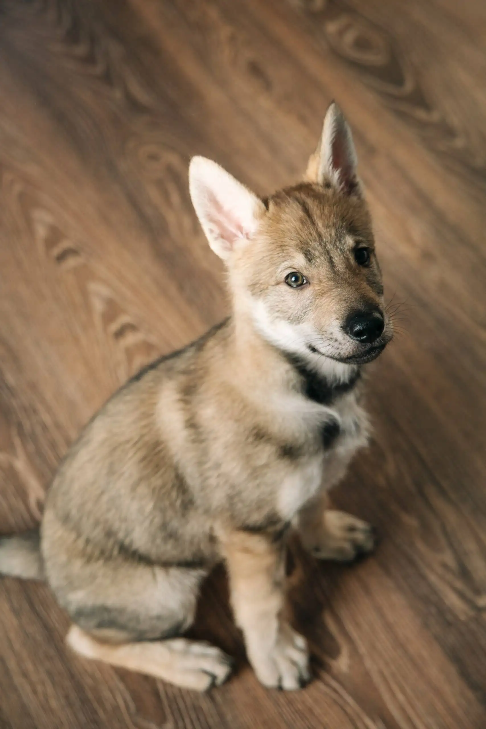 Продажа щенка Чехословацкой Волчьей Собаки - Собаки (Животные) в Балашиха