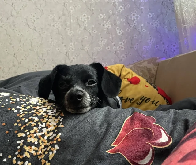 Отдам щенка в добрые руки - Корма для животных в Балашиха