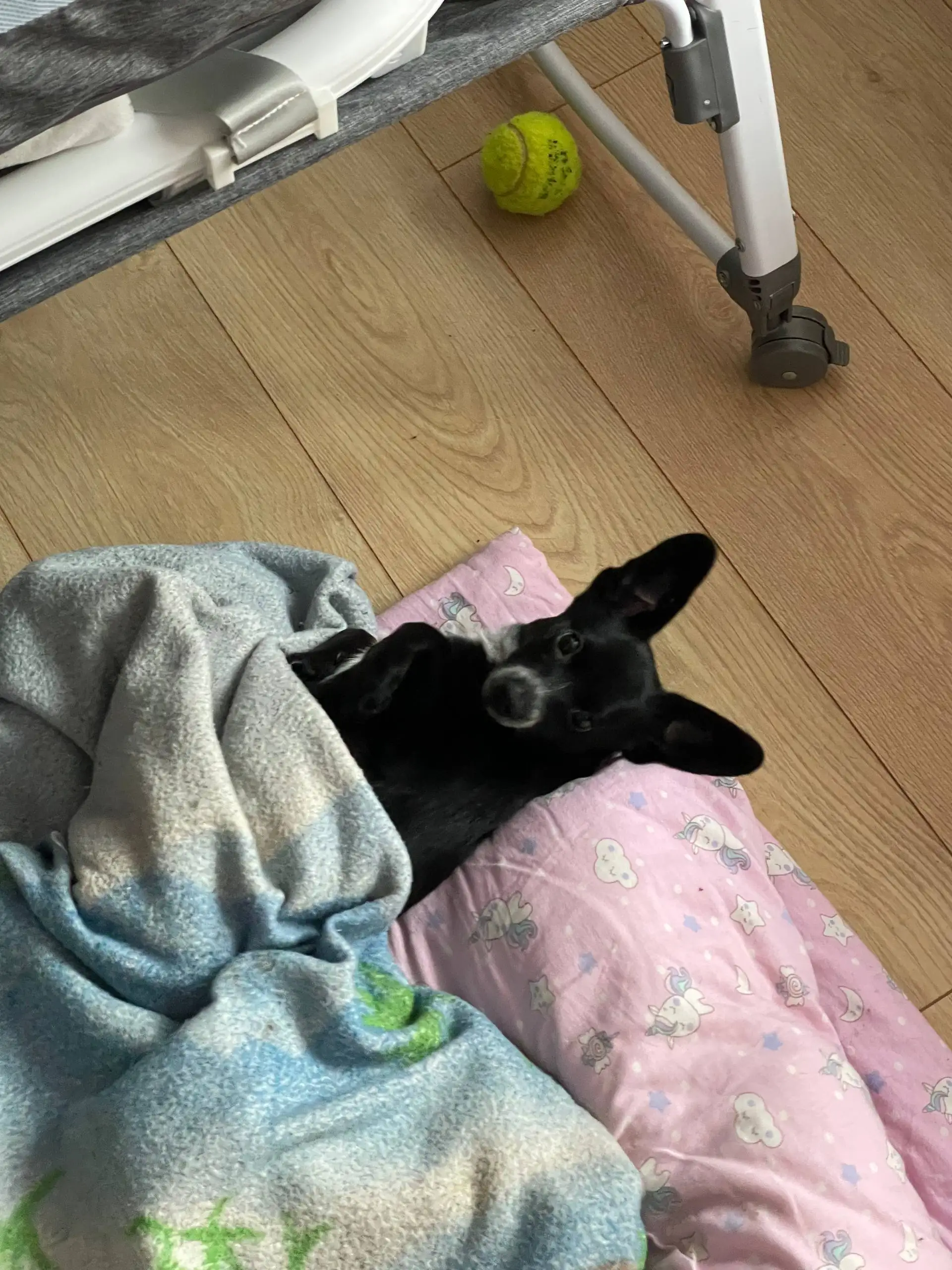 Отдам щенка в добрые руки - Собаки (Животные) в Балашиха