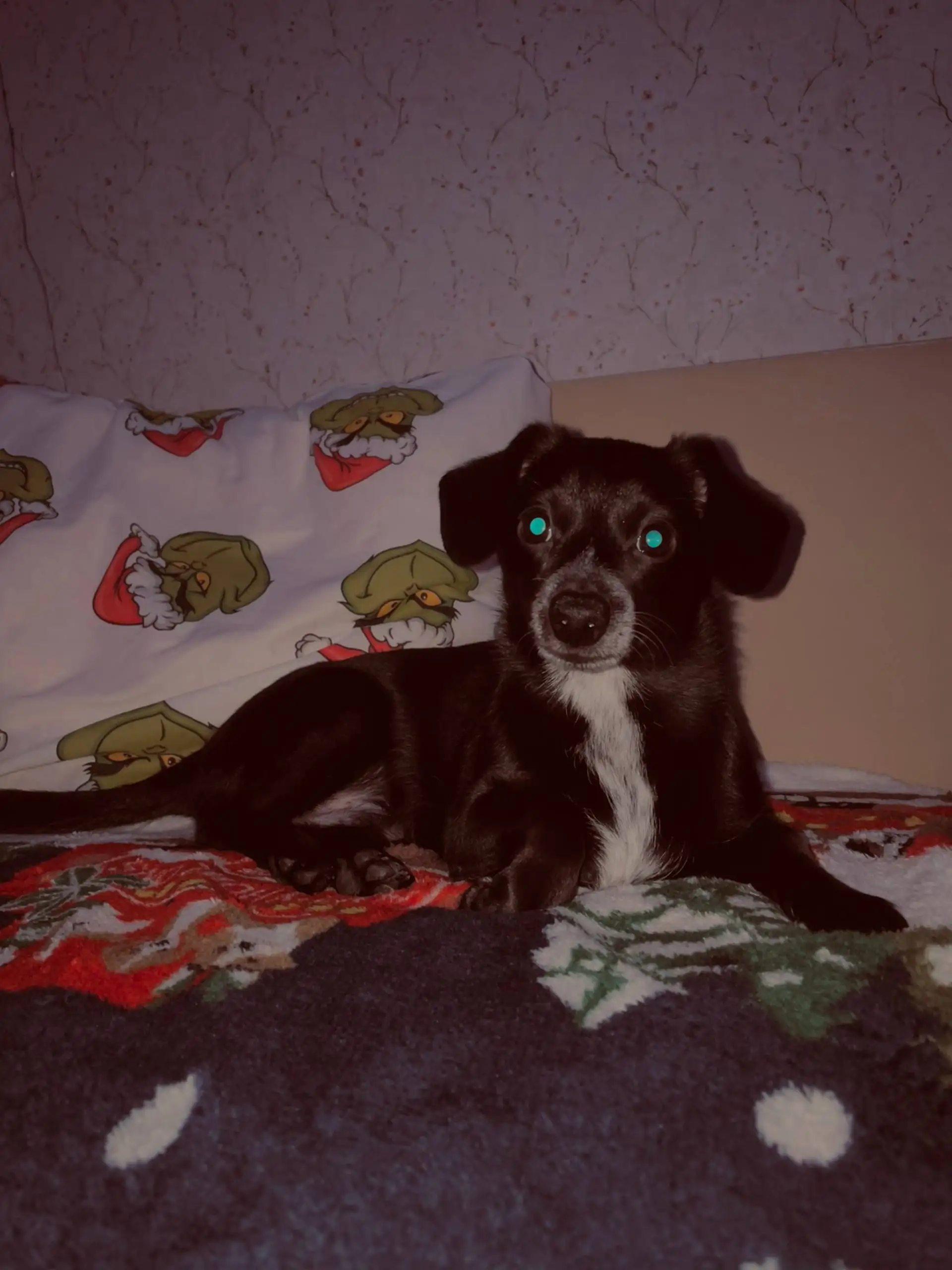 Отдам щенка в добрые руки - Собаки (Животные) в Балашиха