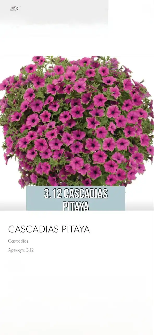 Продажа излишков вегетативной петунии - Растения (Хобби и отдых) в Балашиха