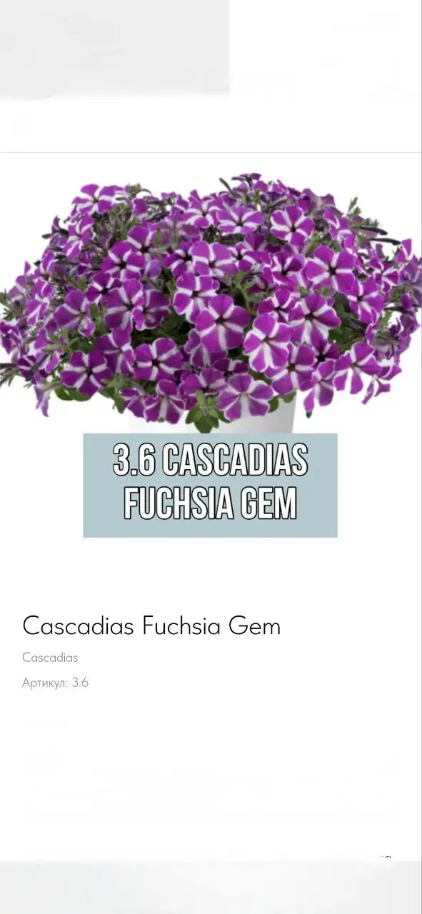 Продажа излишков вегетативной петунии - Растения (Хобби и отдых) в Балашиха