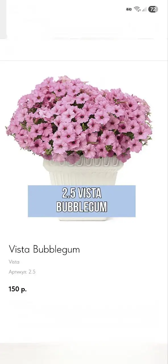 Продажа излишков вегетативной петунии - Растения (Хобби и отдых) в Балашиха