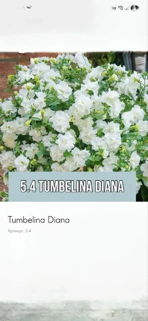 Вегетативная петуния - Текстиль для дома в Балашиха