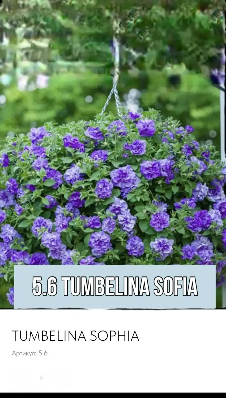 Вегетативная петуния - Растения (Барахолка) в Балашиха