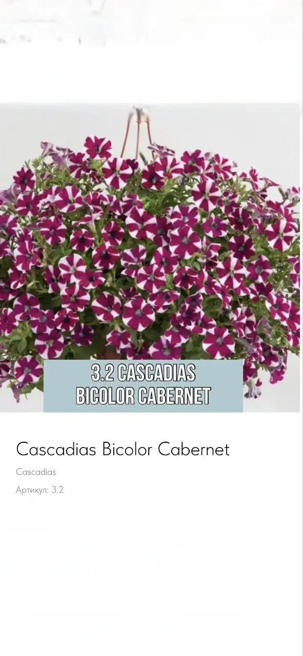 Вегетативная петуния - Растения (Барахолка) в Балашиха