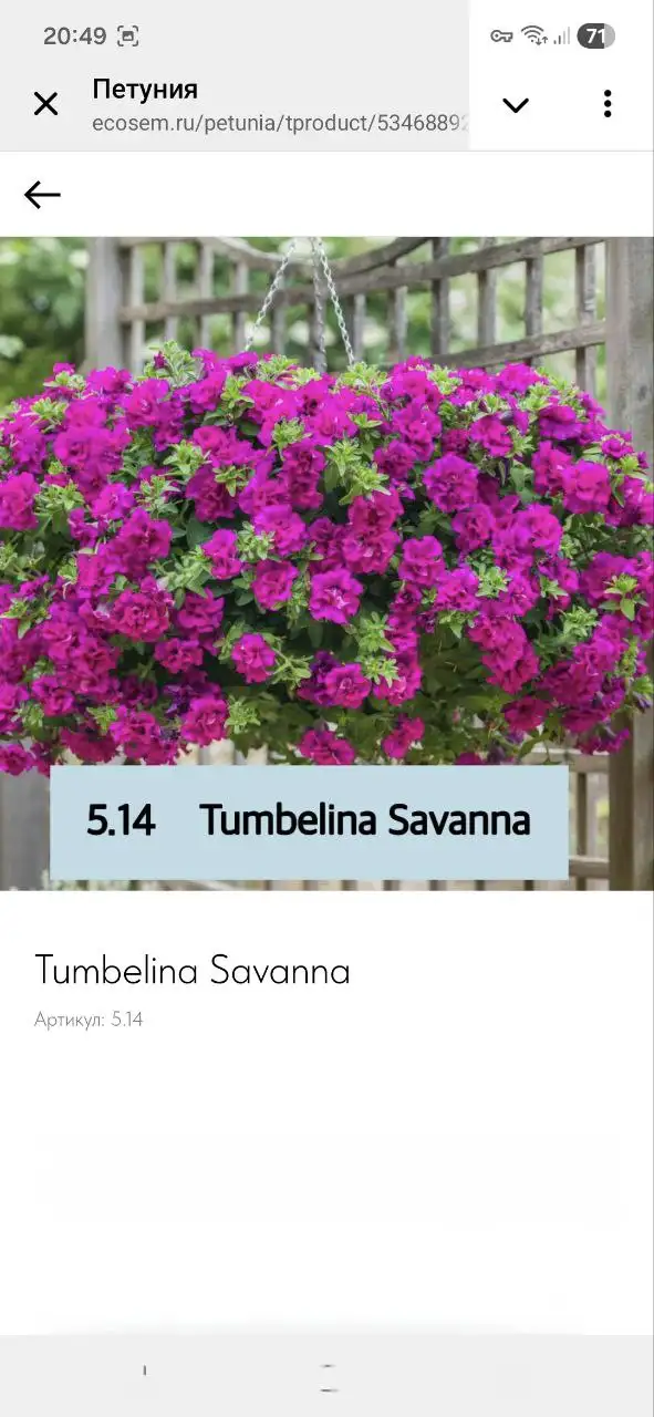 Вегетативная петуния - Растения (Барахолка) в Балашиха