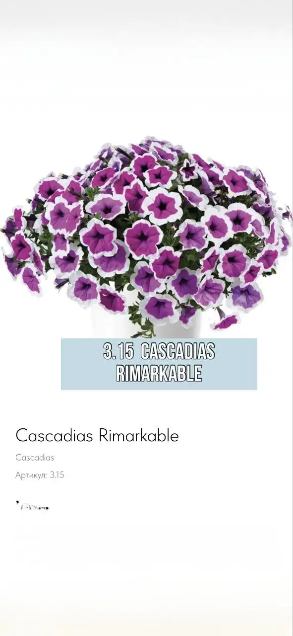 Вегетативная петуния - Растения (Барахолка) в Балашиха