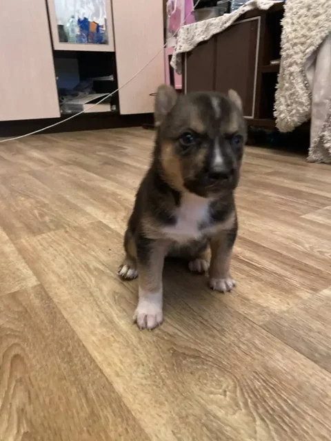 Щенята хаски - Корма для животных в Балашиха