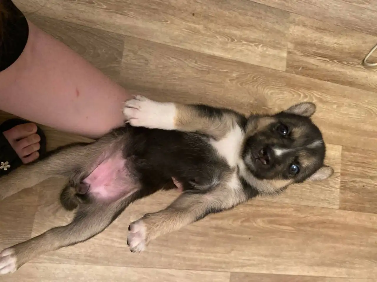 Щенята хаски - Собаки (Животные) в Балашиха