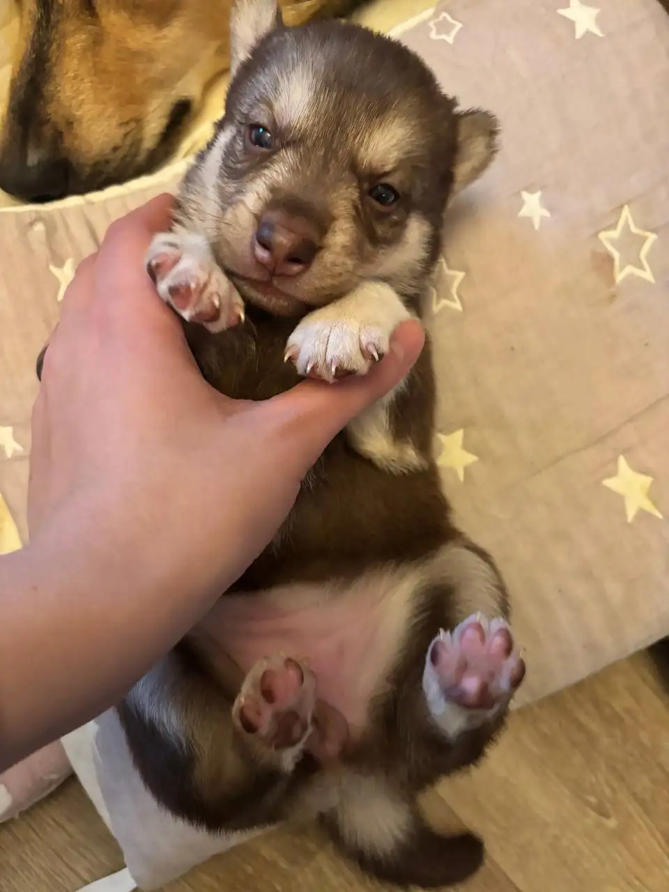 Щенята хаски - Собаки (Животные) в Балашиха