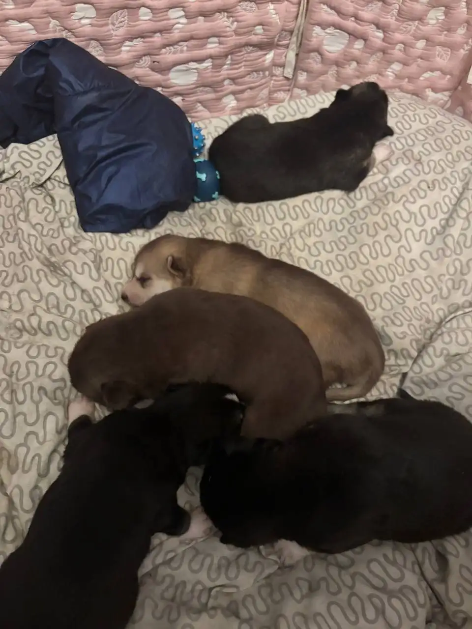 Щенята хаски - Собаки (Животные) в Балашиха