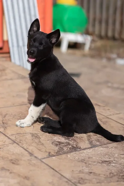 Щенок лайки в добрые руки - частное объявление в Балашиха