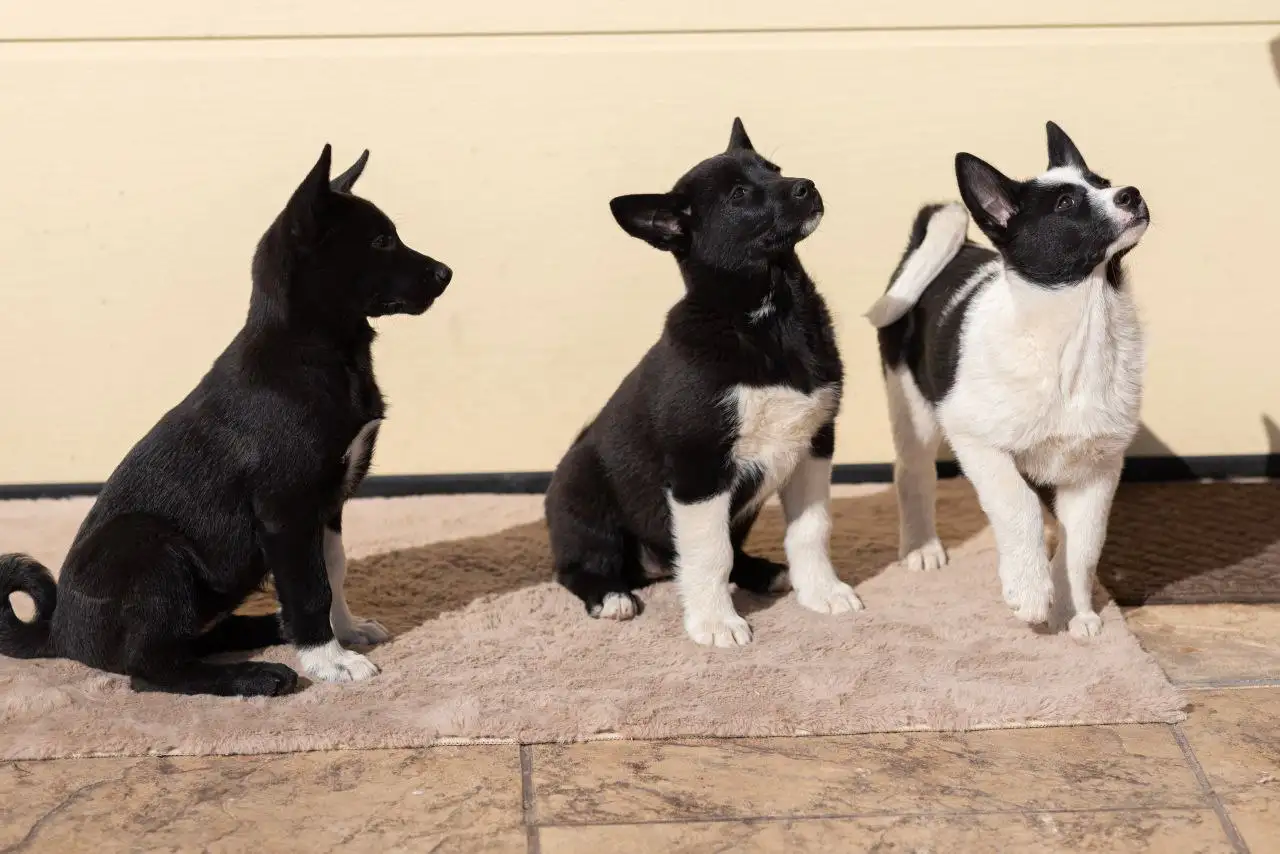 Щенок лайки в добрые руки - Собаки (Животные) в Балашиха