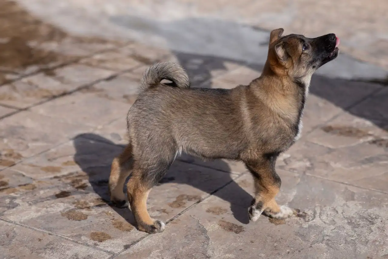 Щенок лайки в добрые руки - Собаки (Животные) в Балашиха