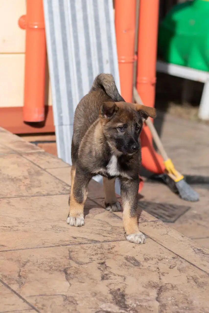 Щенок лайки в добрые руки - Собаки (Животные) в Балашиха