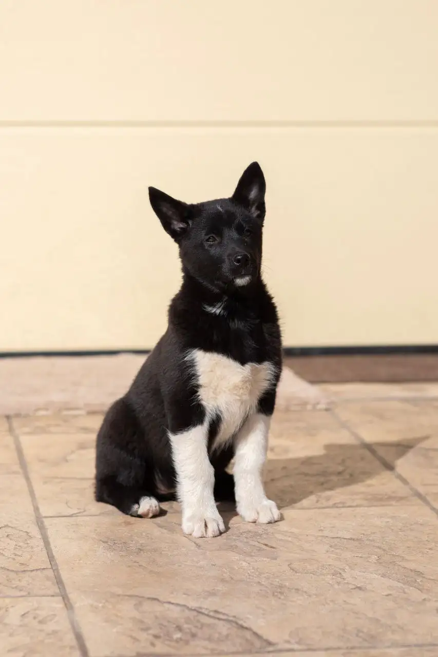 Щенок лайки в добрые руки - Собаки (Животные) в Балашиха