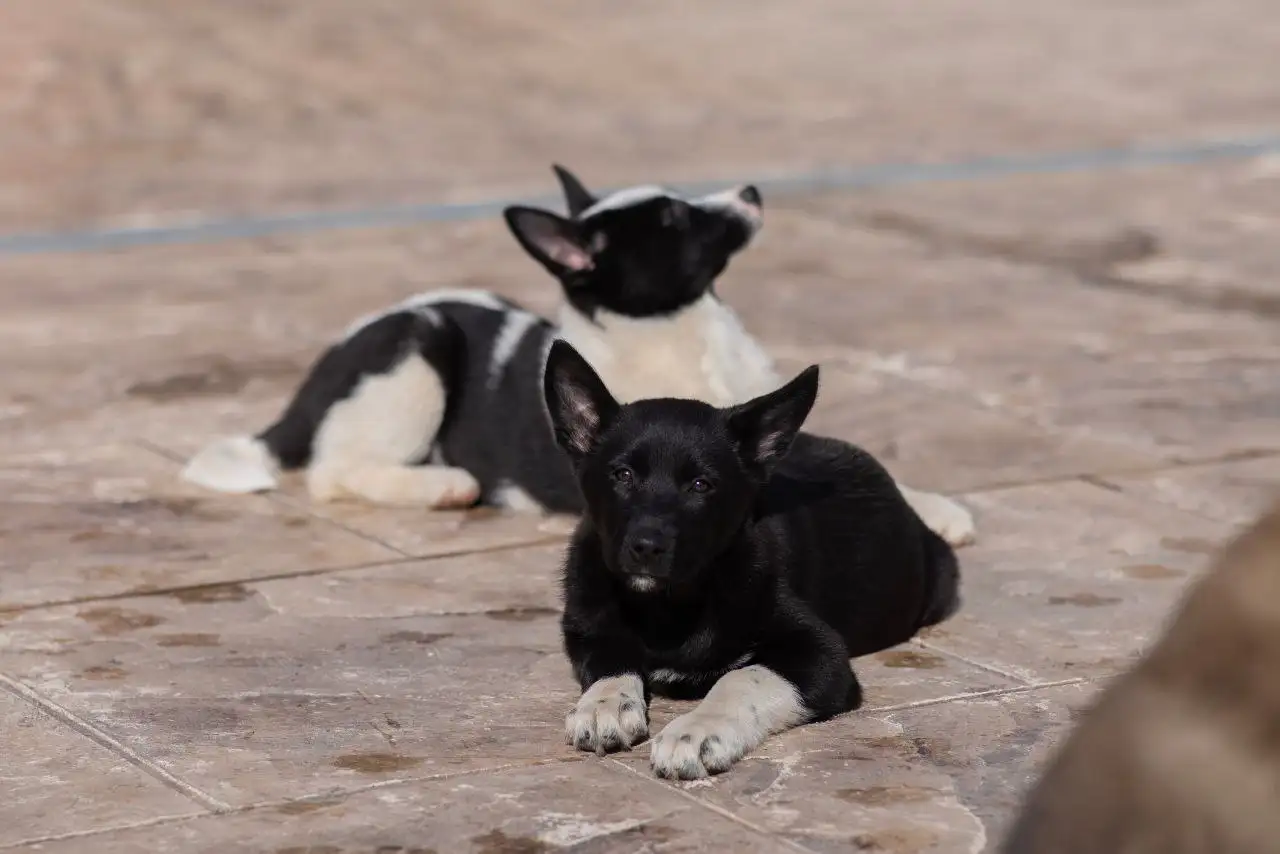Щенок лайки в добрые руки - Собаки (Животные) в Балашиха