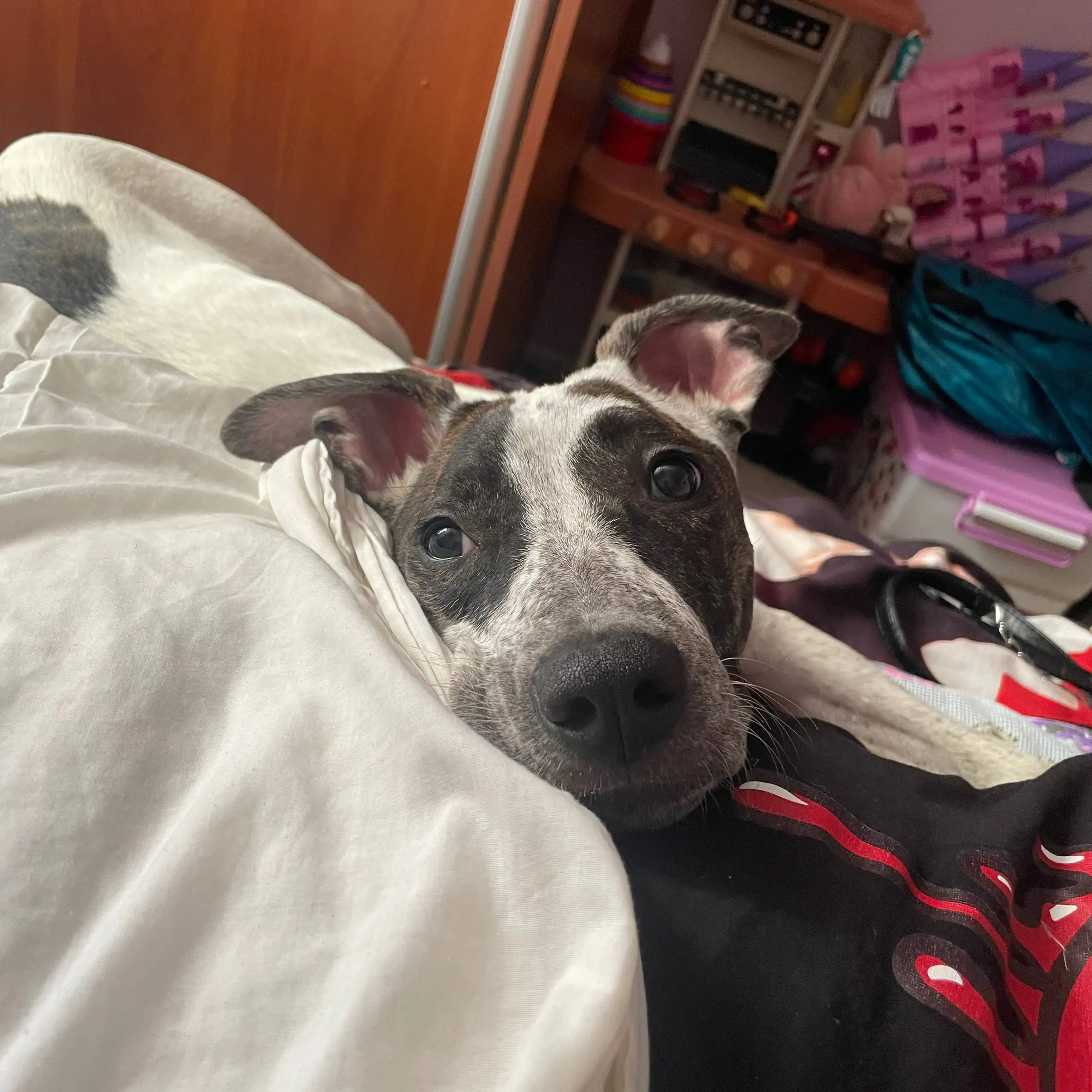 Щенок амстаффа в добрые руки - Собаки (Животные) в Железнодорожный