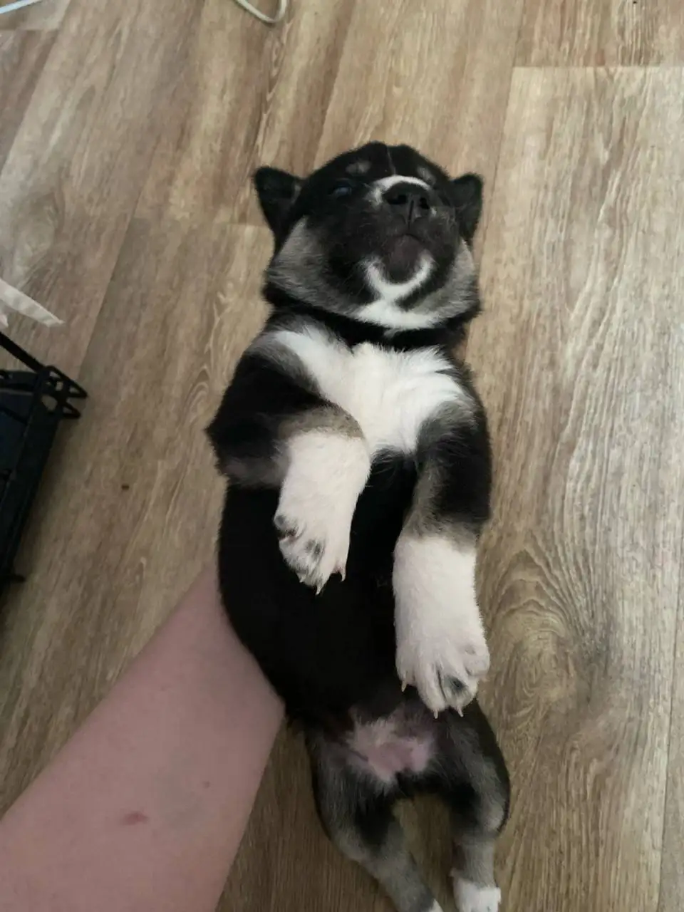 Щенки хаски для продажи - Собаки (Животные) в Балашиха