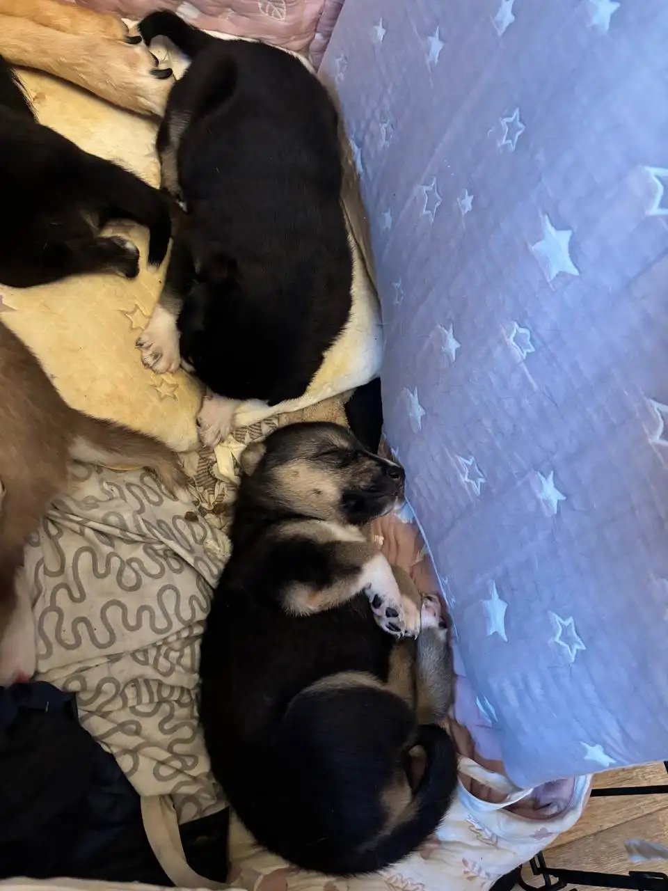 Щенки хаски для продажи - Собаки (Животные) в Балашиха