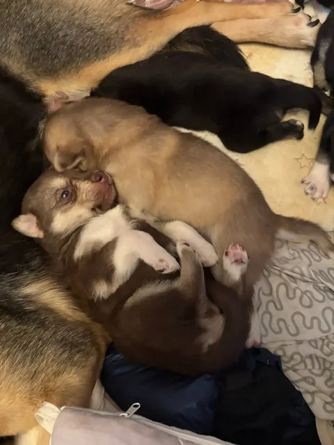 Продажа щенков Хаски - частное объявление в Балашиха