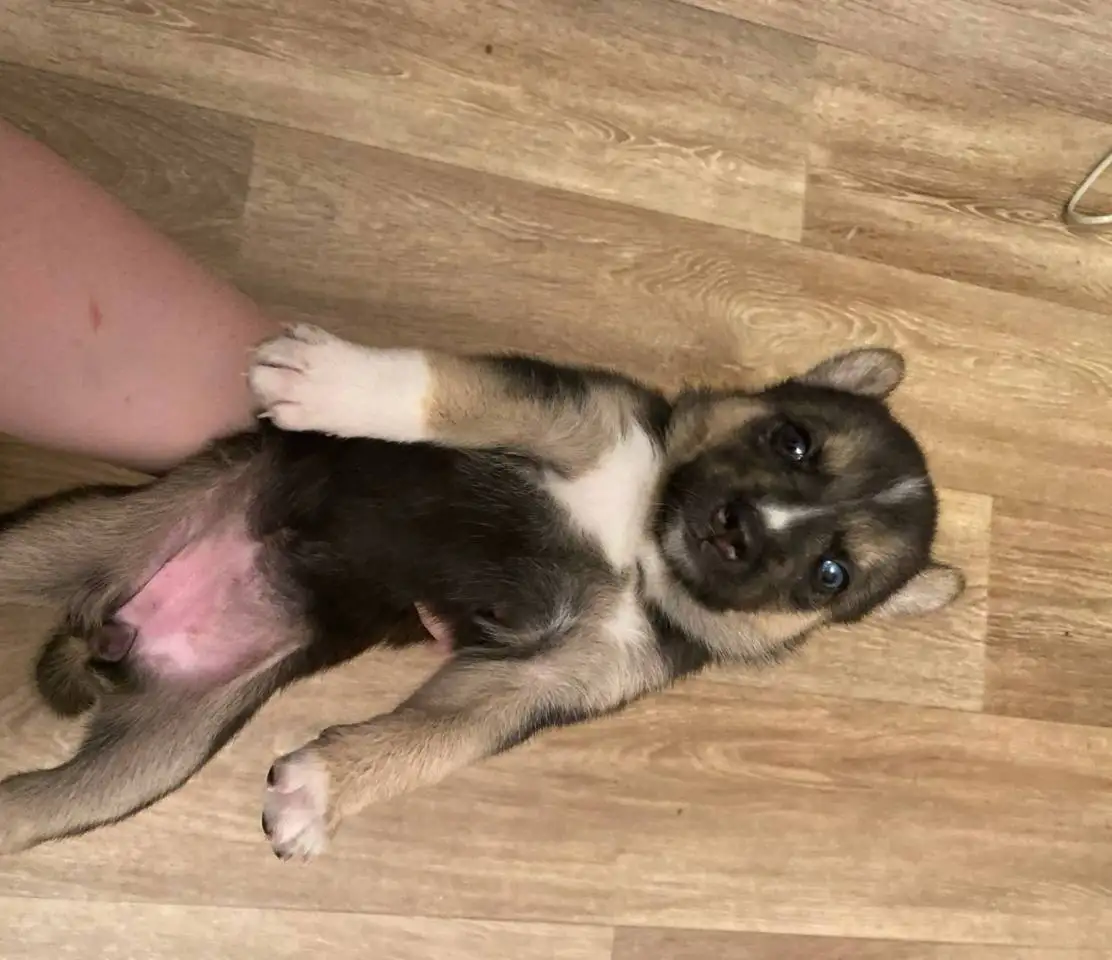 Продажа щенков Хаски - Собаки (Животные) в Балашиха