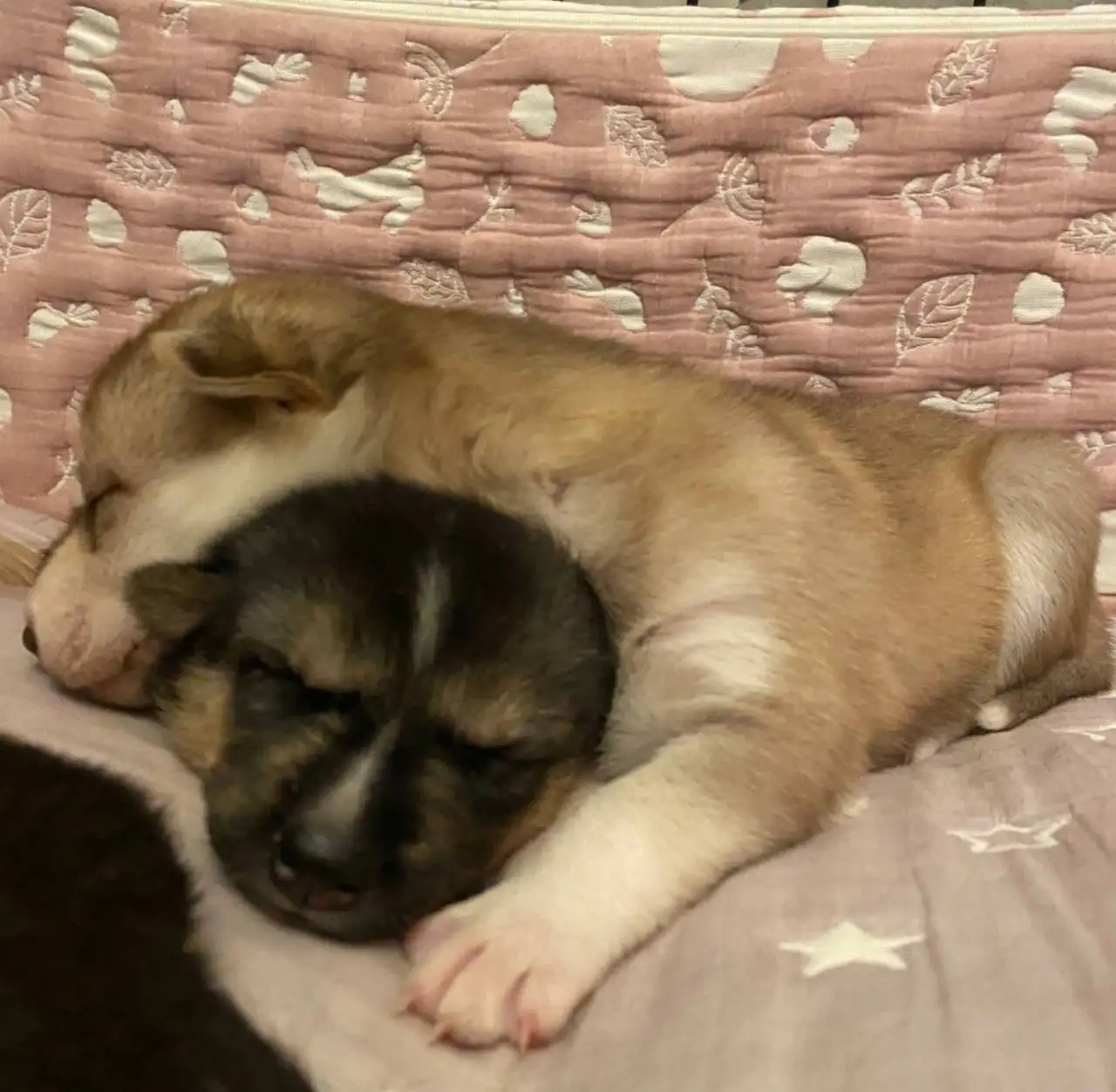 Продажа щенков Хаски - Собаки (Животные) в Балашиха