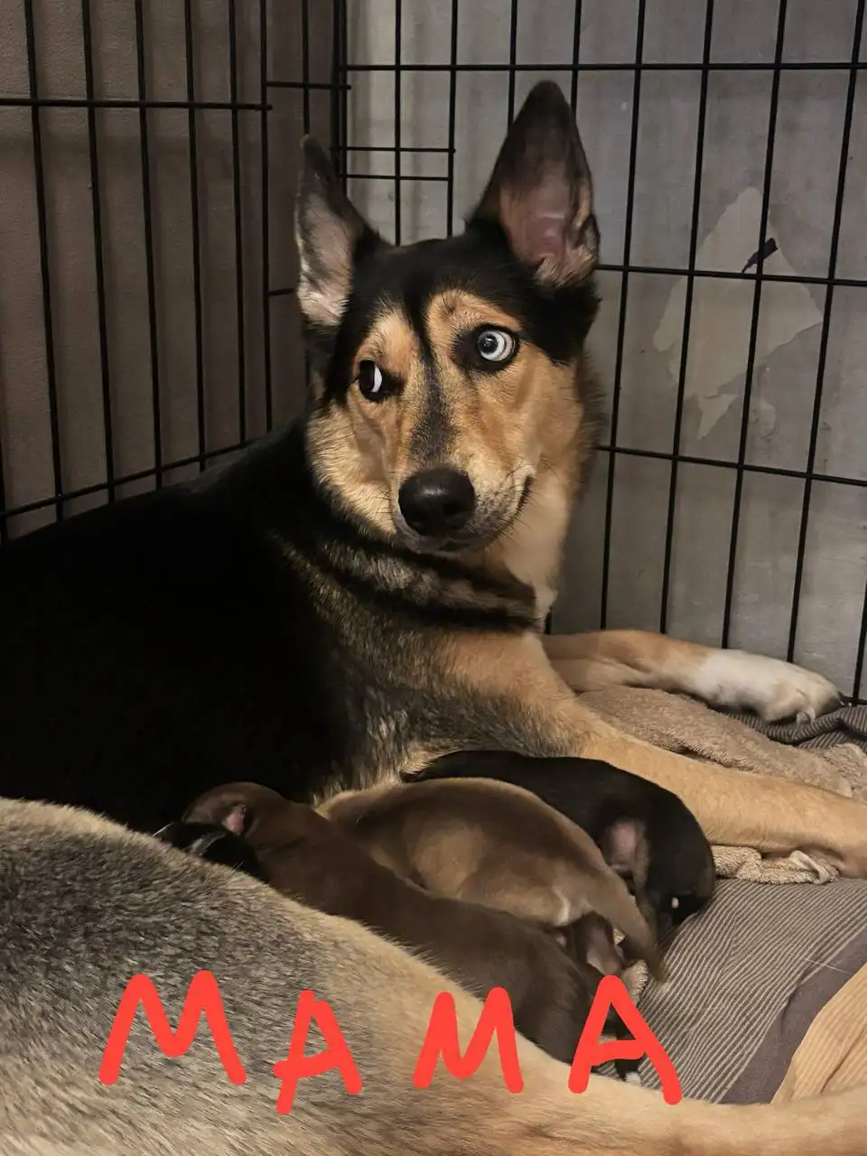 Продажа щенков Хаски - Собаки (Животные) в Балашиха